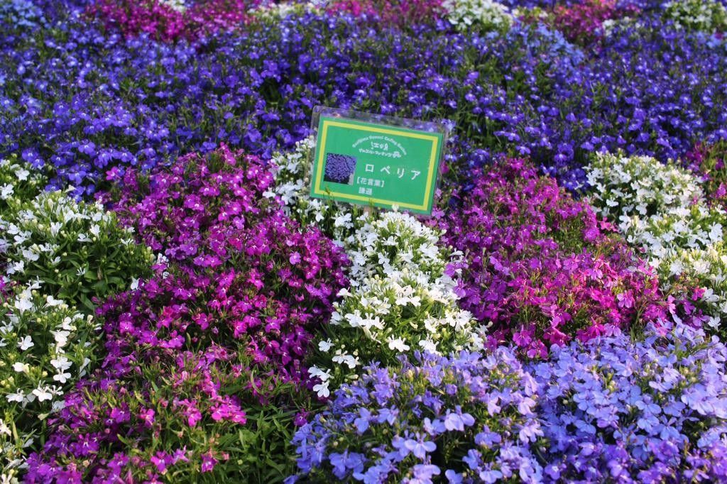 enoshima colors 2015の花