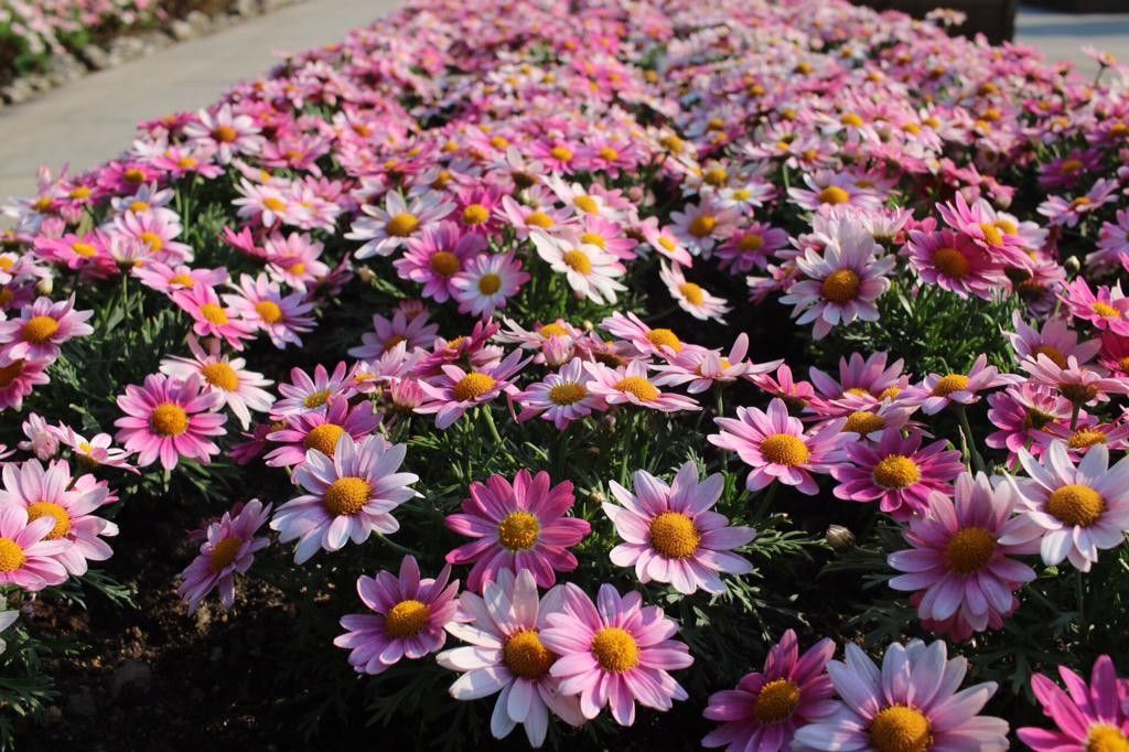 enoshima colors 2015の花