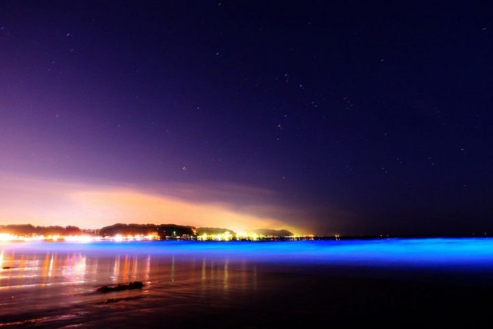 17年５月 鎌倉で夜光虫を観測 過去最大級の輝きを魅せる Ema 江の島と鎌倉の観光やグルメ情報をお届け