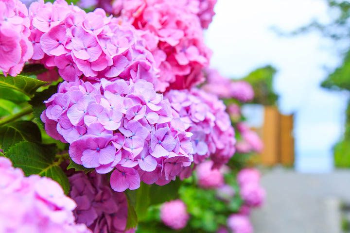 江ノ島の紫陽花が凄い 名所や雑誌で紹介されない３６０度が紫陽花の秘境 Ema 江の島と鎌倉の観光やグルメ情報をお届け