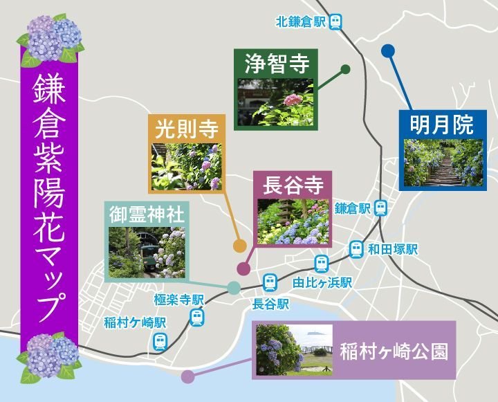 21年 鎌倉の紫陽花ならココ 見頃の時期やオススメスポットを紹介 Ema 江の島と鎌倉の観光やグルメ情報をお届け